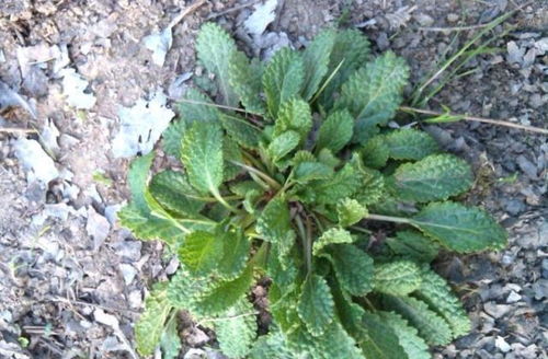 苦草的作用和功效:苦草的作用与功效,中医宝库中的天然良药