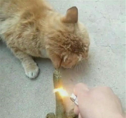 梦见被猫咬屁股:梦里被猫咬屁股?这些隐藏的心理暗示你读懂了吗?