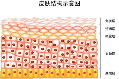 皮肤起皱像有层很老的皮：皮肤起皱，岁月在掌心刻下的年轮