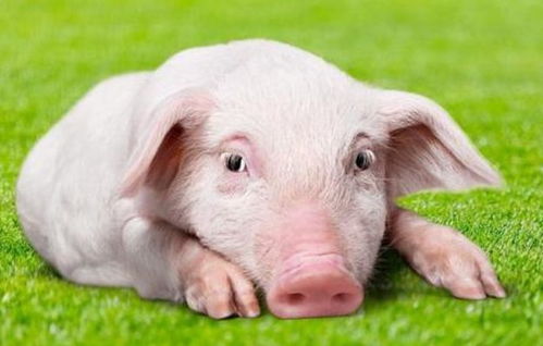 猪的最佳配偶是属什么:猪的完美婚配生肖揭秘,与谁结合最和谐? 猪的最佳配偶是属什么:猪的完美婚配生肖揭秘,与谁结合最和谐?