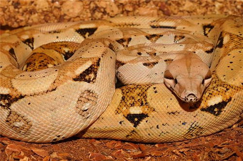 周公解梦梦见蛇灾:周公解梦,梦见蛇灾,是预示危险还是心灵的警示? 周公解梦梦见蛇灾:周公解梦,梦见蛇灾,是预示危险还是心灵的警示?