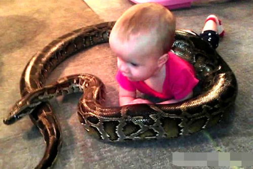 40多岁女人梦见蛇好不好:40+女性梦见蛇的深意,传统解梦与心理学的双重启示 40多岁女人梦见蛇好不好:40+女性梦见蛇的深意,传统解梦与心理学的双重启示