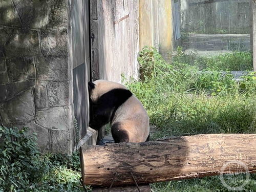 深山动物园请网友不要打钱了