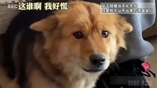 女人梦见狗缠着自己不放:梦里被狗缠住,醒来后我明白了…