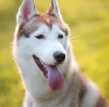 女人梦见狗缠着自己不放:梦里被狗缠住,醒来后我明白了… 女人梦见狗缠着自己不放:梦里被狗缠住,醒来后我明白了…