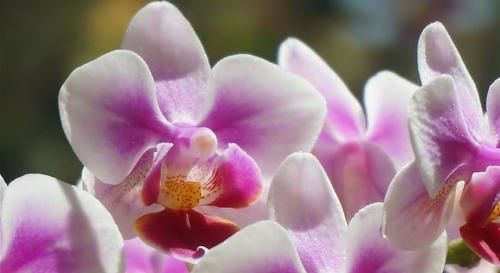 7月24日是什么星座星座:7月24日是什么星座?揭秘狮子座的独特魅力与性格解析! 7月24日是什么星座星座:7月24日是什么星座?揭秘狮子座的独特魅力与性格解析!