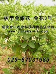 金银花露的书:金银花露,一缕清芬中的爱与痛 金银花露的书:金银花露,一缕清芬中的爱与痛