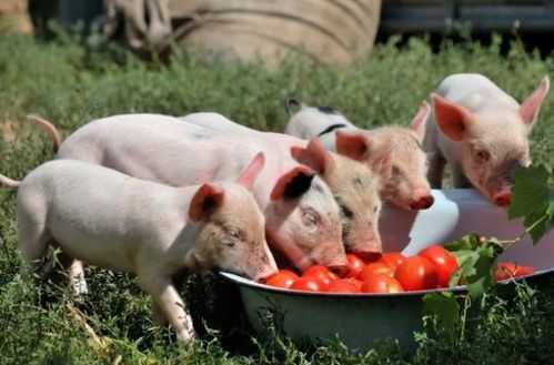 属猪女哪个月最有福气:属猪女2024年福星高照的黄金月份,这五个月运势爆棚,抓住机遇迎好运 属猪女哪个月最有福气:属猪女2024年福星高照的黄金月份,这五个月运势爆棚,抓住机遇迎好运