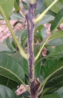 雷公藤片:雷公藤片,药效与风险并存,使用需谨慎