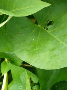 雷公藤片:雷公藤片,药效与风险并存,使用需谨慎 雷公藤片:雷公藤片,药效与风险并存,使用需谨慎