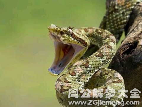 好多蛇缠着自己解梦:好多蛇缠着自己,梦境中的隐藏信息与心理启示