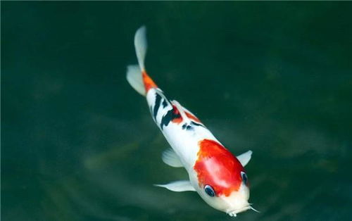 放生锦鲤会有好的姻缘吗:放生锦鲤,真的能带来姻缘吗?科学与玄学的双重解读