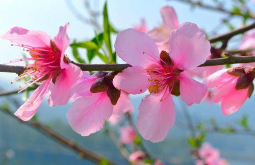 桃花0朵姻缘一颗:桃花0朵姻缘一颗,爱情的另一种可能