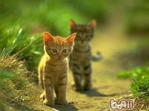 周公解梦大全查询免费动物类小偷:周公解梦大全,梦见动物当小偷,预示什么?