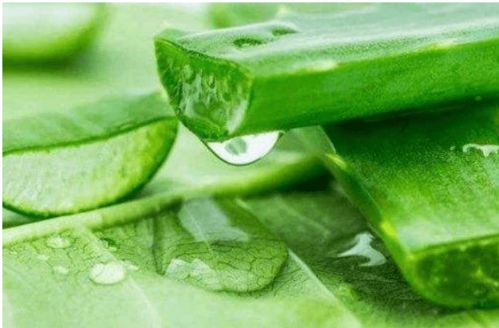 芦荟对男性功能有用吗:芦荟对男性功能有用吗?科学研究与实际效果解析