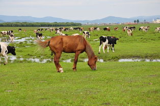 周公解梦原版梦见马:周公解梦原版,梦见马的深层寓意与解析