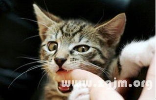 周公解梦被猫咬了手:周公解梦,梦到被猫咬手,这些寓意你一定要知道!