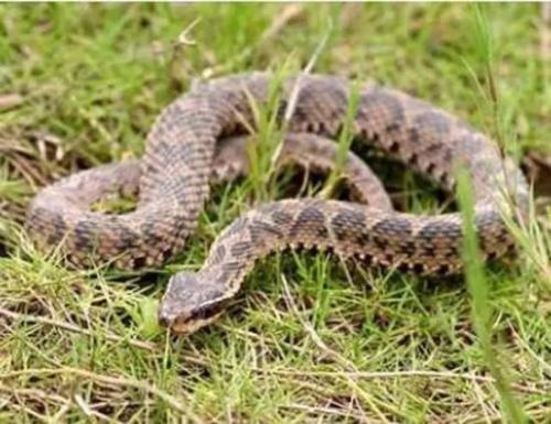 蛇缠身梦里是什么兆头:梦里蛇缠身,缠绕梦境背后的隐喻与警示