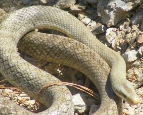 梦见蛇和蛇缠在一起什么预兆:缠绕的蛇影,解密梦境中的隐喻与警示