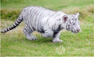 梦到老虎是什么征兆:梦到老虎,潜意识的警示与启示