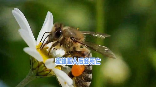 梦到蜜蜂蛰自己是什么意思:梦到蜜蜂蛰自己是什么意思?解密梦境背后的隐喻与启示 梦到蜜蜂蛰自己是什么意思:梦到蜜蜂蛰自己是什么意思?解密梦境背后的隐喻与启示