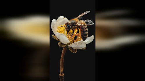 梦到蜜蜂蛰自己是什么意思:梦到蜜蜂蛰自己是什么意思?解密梦境背后的隐喻与启示 梦到蜜蜂蛰自己是什么意思:梦到蜜蜂蛰自己是什么意思?解密梦境背后的隐喻与启示