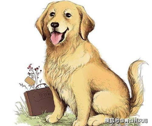 2022年属狗人的全年运势:2022壬寅年属狗人运势全解析,事业跃升·财运波动·感情升温 2022年属狗人的全年运势:2022壬寅年属狗人运势全解析,事业跃升·财运波动·感情升温