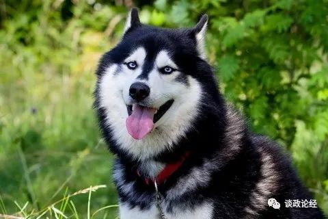 2022年属狗人的全年运势:2022壬寅年属狗人运势全解析,事业跃升·财运波动·感情升温 2022年属狗人的全年运势:2022壬寅年属狗人运势全解析,事业跃升·财运波动·感情升温