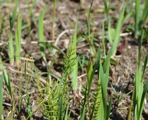 种植药材哪些药材最值钱:种植药材暴利指南,这些药材最值钱,亩产收益惊人!