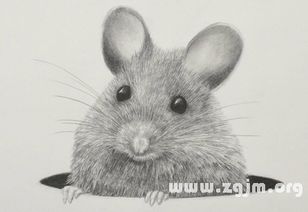 梦见大老鼠是什么意思:梦中大鼠,潜意识的警示与隐喻