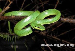 晚上梦见很多蛇是什么意思:晚上梦见很多蛇,解密梦境背后的科学与神秘