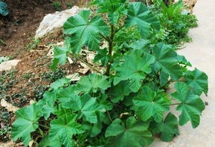 决明子的功效与作用及食用方法:决明子,神奇的中药,你知道它的功效与作用及食用方法吗? 决明子的功效与作用及食用方法:决明子,神奇的中药,你知道它的功效与作用及食用方法吗?