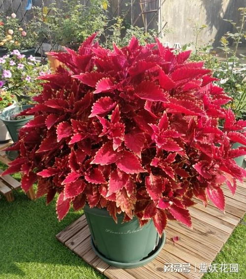 彩叶草:绚丽秋色,植物界的调色板—彩叶草的魅力 彩叶草:绚丽秋色,植物界的调色板—彩叶草的魅力