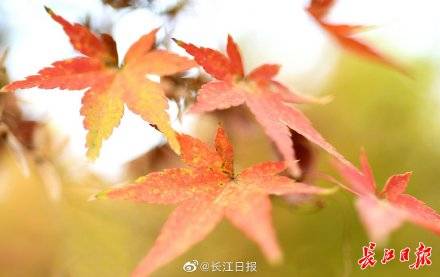 彩叶草:绚丽秋色,植物界的调色板—彩叶草的魅力 彩叶草:绚丽秋色,植物界的调色板—彩叶草的魅力