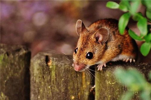 84年属什么生肖:1984年出生属鼠,性格解析与运势指南—从生肖看人生机遇与挑战 84年属什么生肖:1984年出生属鼠,性格解析与运势指南—从生肖看人生机遇与挑战