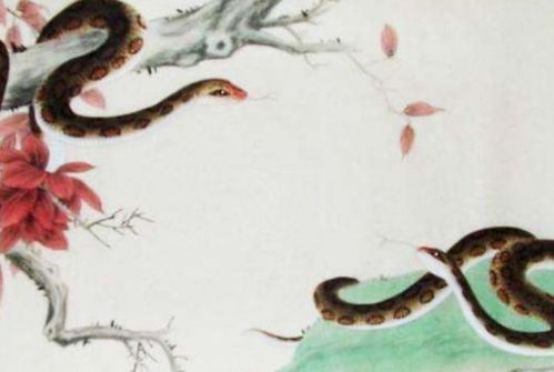 属蛇33岁是个坎是真的吗:属蛇33岁是人生大坎?科学解读生肖年龄转折点的真相