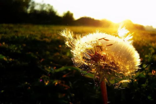 沙枣:沙枣,荒漠中的生命歌者 沙枣:沙枣,荒漠中的生命歌者