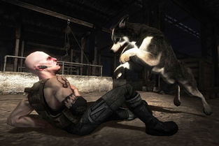 梦到狗追着自己咬:梦到狗追着自己咬,解密潜意识中的恐惧与压力 梦到狗追着自己咬:梦到狗追着自己咬,解密潜意识中的恐惧与压力