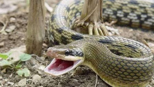 梦见大蟒蛇咬我是什么征兆:梦见大蟒蛇咬我,潜意识的警示还是内心的恐惧? 梦见大蟒蛇咬我是什么征兆:梦见大蟒蛇咬我,潜意识的警示还是内心的恐惧?