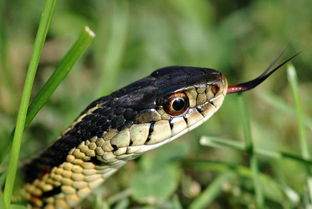 梦见大蟒蛇咬我是什么征兆:梦见大蟒蛇咬我,潜意识的警示还是内心的恐惧? 梦见大蟒蛇咬我是什么征兆:梦见大蟒蛇咬我,潜意识的警示还是内心的恐惧?