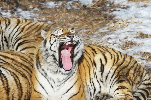 1970年是什么命:1970年出生是什么命?生肖虎的运势密码与时代烙印