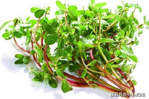 马齿苋治白头发:马齿苋,自然界的黑发秘方? 马齿苋治白头发:马齿苋,自然界的黑发秘方?