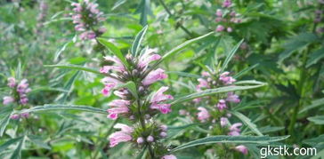 喝了一周益母草流产了:喝了一周益母草,结果流产了!孕妇需警惕这种中药风险 喝了一周益母草流产了:喝了一周益母草,结果流产了!孕妇需警惕这种中药风险