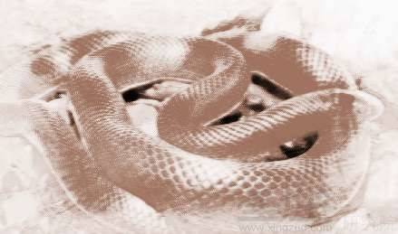 周公解梦梦见大蛇是什么预兆:周公解梦,梦见大蛇的深层寓意与科学解读