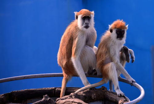 猴年生人在2022年运势如何:2022壬寅虎年,猴年生人吉凶相依,顺势而为方得圆满 猴年生人在2022年运势如何:2022壬寅虎年,猴年生人吉凶相依,顺势而为方得圆满