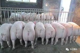 71年属猪51岁有牢狱之灾:理性看待运势传言,71年属猪51岁人群需警惕法律风险与生活建议