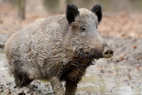 71年属猪51岁有牢狱之灾:理性看待运势传言,71年属猪51岁人群需警惕法律风险与生活建议 71年属猪51岁有牢狱之灾:理性看待运势传言,71年属猪51岁人群需警惕法律风险与生活建议