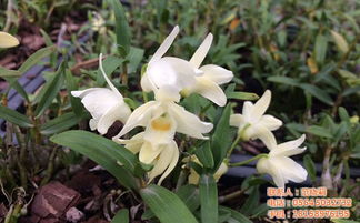 安徽霍山石斛哪家最好:安徽霍山石斛哪家最好?品质与信誉的双重选择指南 安徽霍山石斛哪家最好:安徽霍山石斛哪家最好?品质与信誉的双重选择指南