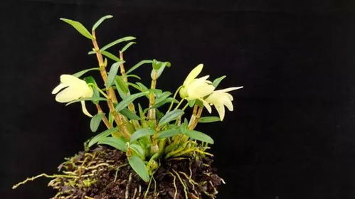 安徽霍山石斛哪家最好:安徽霍山石斛哪家最好?品质与信誉的双重选择指南 安徽霍山石斛哪家最好:安徽霍山石斛哪家最好?品质与信誉的双重选择指南