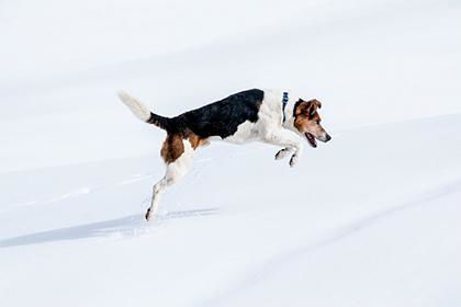 1982年属狗2022年运势如何:1982年属狗人2022虎年运势解析,破局转运的三大关键 1982年属狗2022年运势如何:1982年属狗人2022虎年运势解析,破局转运的三大关键